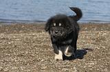DOGUE DU TIBET 089